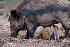 wild boars