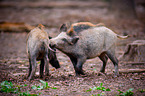 wild boars