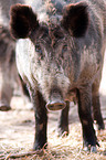 wild boar