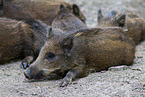 wild boars