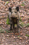 wild boar