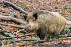 wild boar