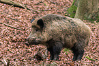 wild boar