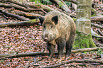 wild boar