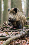 wild boar