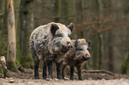 wild boars