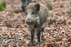 wild boar