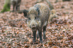 wild boar