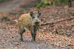 wild boar