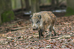 wild boar