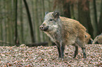 wild boar