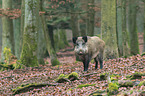 wild boar