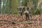 wild boars