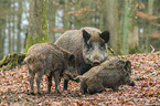 wild boars