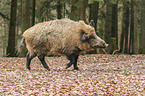 wild boar