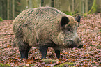 wild boar