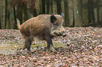 wild boar