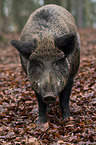 wild boar