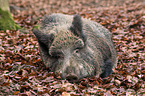 wild boar