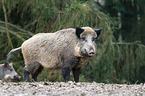 wild boar