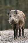 wild boar