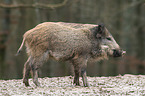 wild boar