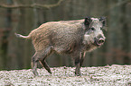 wild boar