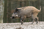 wild boar