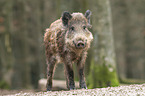 wild boar