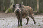 wild boar