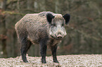 wild boar