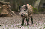 wild boar