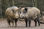 wild boars