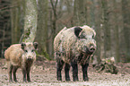 wild boars