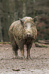 wild boar