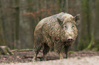 wild boar