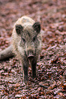 wild boar