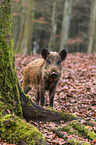 wild boar