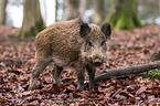 wild boar