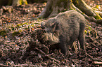 wildboar