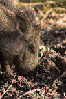 wildboar