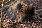 wildboar