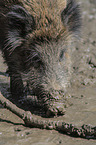 wild boar