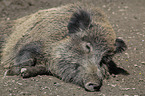 wild boar