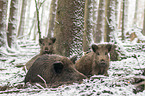 wild boar