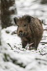 wild boar