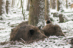 wild boars