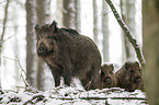 wild boars