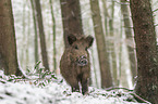 wild boar