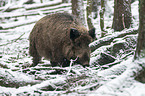 wild boar